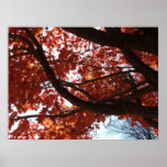 Red Maple Branches Autumn Colors Poster