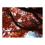 Red Maple Branches Autumn Colors Poster