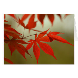 Red Maple Cards