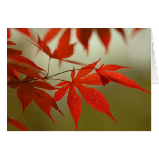 Red Maple Cards (Front Horizontal)