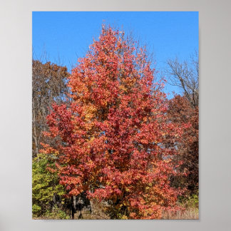 Red Maple in Fall Poster