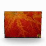 Red Maple Leaf Abstract Autumn Nature Photography Acrylic Award