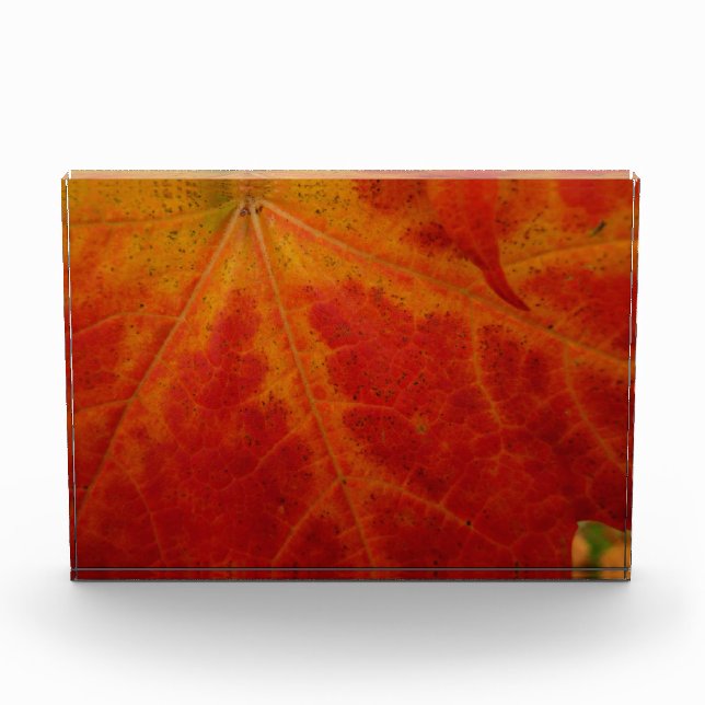 Red Maple Leaf Abstract Autumn Nature Photography Acrylic Award (Front)