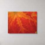 Red Maple Leaf Abstract Autumn Nature Photography Canvas Print
