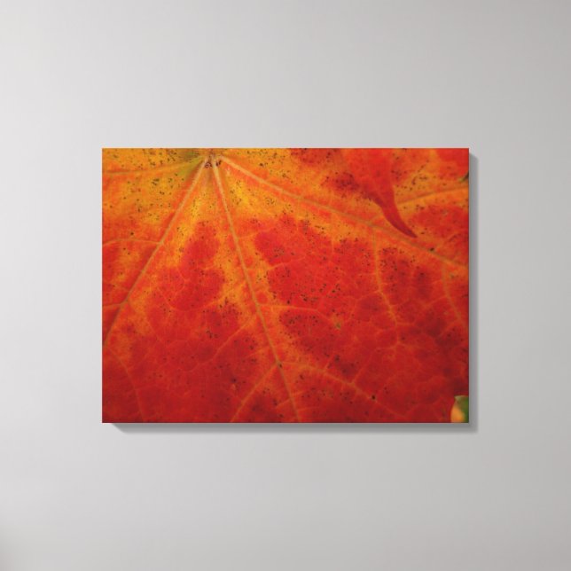 Red Maple Leaf Abstract Autumn Nature Photography Canvas Print (Front)
