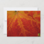 Red Maple Leaf Abstract Autumn Nature Photography Card