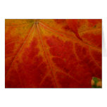 Red Maple Leaf Abstract Autumn Nature Photography Cards