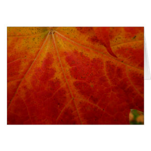 Red Maple Leaf Abstract Autumn Nature Photography Cards