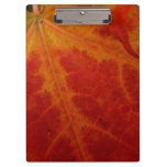 Red Maple Leaf Abstract Autumn Nature Photography Clipboard