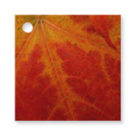Red Maple Leaf Abstract Autumn Nature Photography Favor Tags