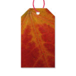 Red Maple Leaf Abstract Autumn Nature Photography Gift Tags