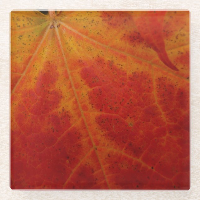 Red Maple Leaf Abstract Autumn Nature Photography Glass Coaster (Front)