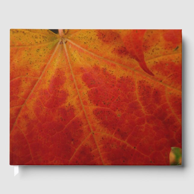 Red Maple Leaf Abstract Autumn Nature Photography Guest Book (Front)
