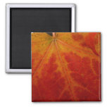 Red Maple Leaf Abstract Autumn Nature Photography Magnet