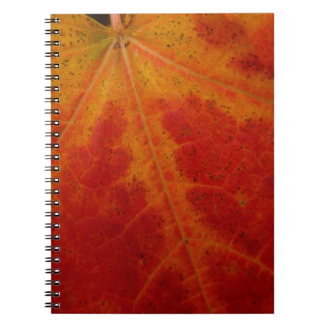 Red Maple Leaf Abstract Autumn Nature Photography Notebook (Front)