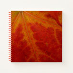Red Maple Leaf Abstract Autumn Nature Photography Notebook