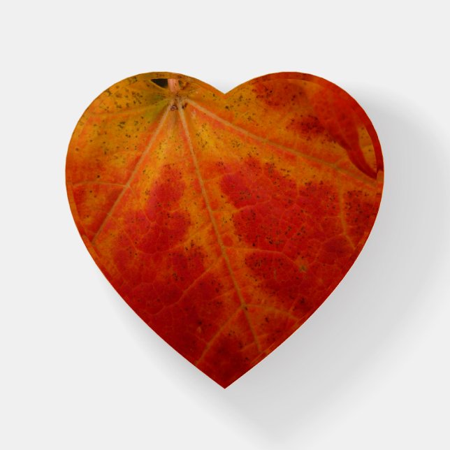 Red Maple Leaf Abstract Autumn Nature Photography Paperweight (Front)