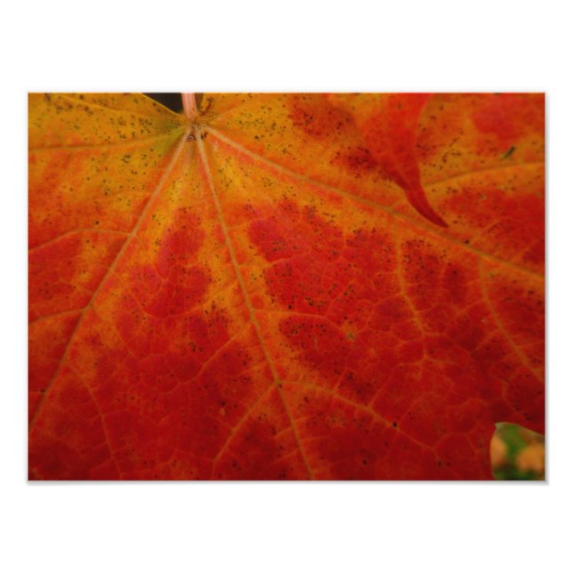 Red Maple Leaf Abstract Autumn Nature Photography Photo Print (Front)