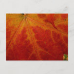 Red Maple Leaf Abstract Autumn Nature Photography Postcard