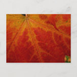 Red Maple Leaf Abstract Autumn Nature Photography Postcard