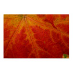 Red Maple Leaf Abstract Autumn Nature Photography Poster