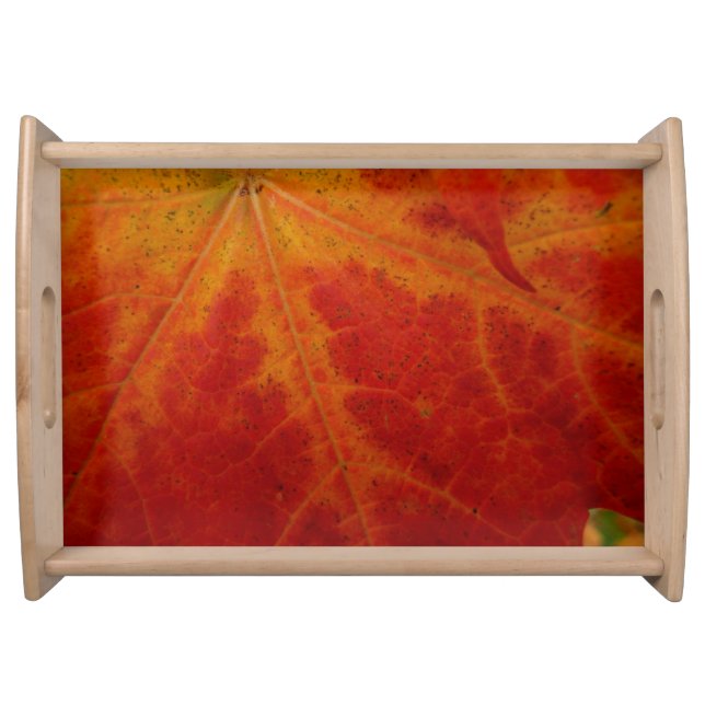 Red Maple Leaf Abstract Autumn Nature Photography Serving Tray (Front)