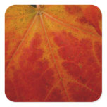 Red Maple Leaf Abstract Autumn Nature Photography Square Sticker