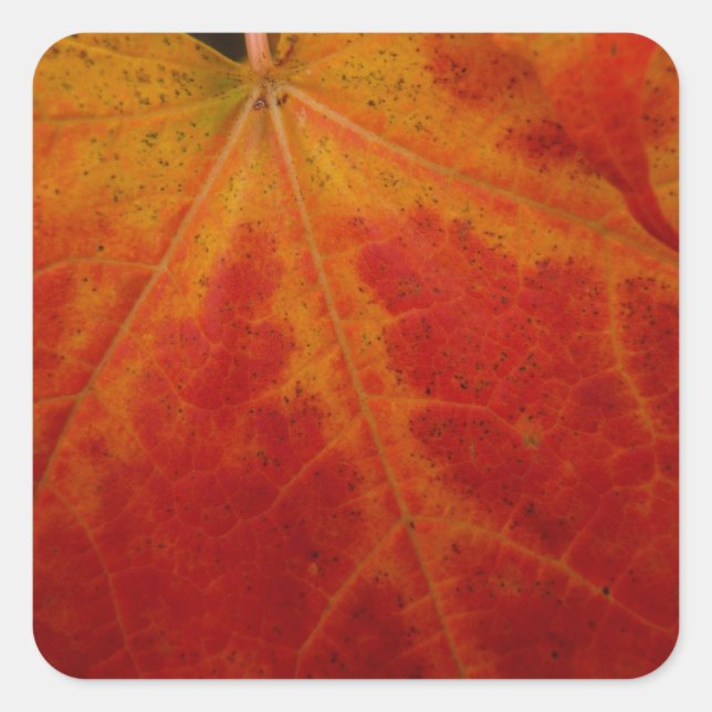 Red Maple Leaf Abstract Autumn Nature Photography Square Sticker (Front)