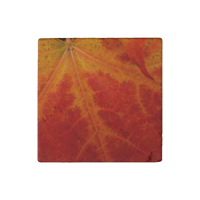Red Maple Leaf Abstract Autumn Nature Photography Stone Magnet (Front)