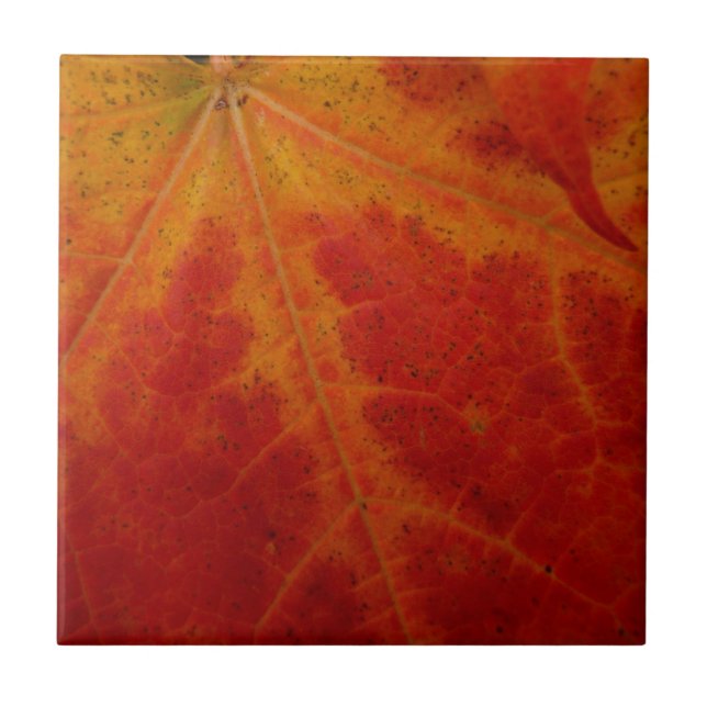 Red Maple Leaf Abstract Autumn Nature Photography Tile (Front)