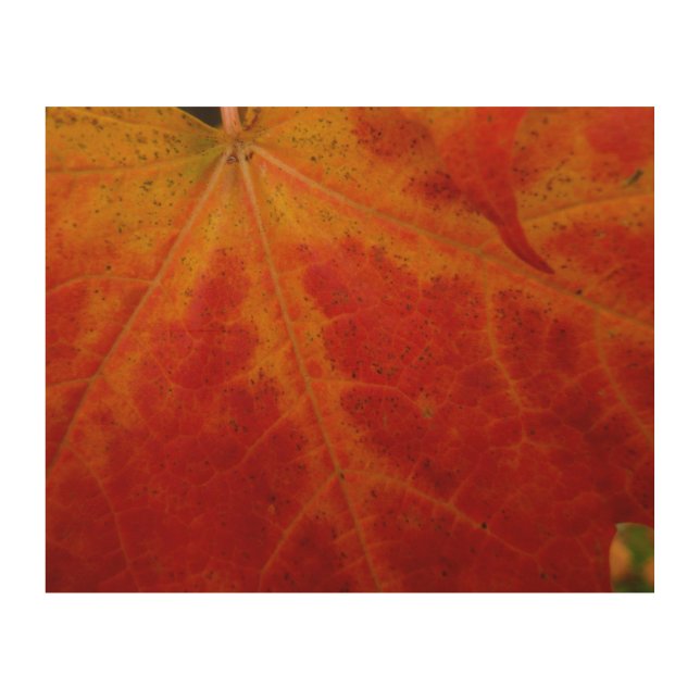 Red Maple Leaf Abstract Autumn Nature Photography Wood Wall Art (Front)