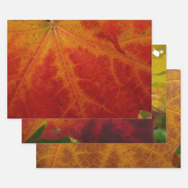 Red Maple Leaf Abstract Autumn Nature Photography Wrapping Paper Sheets (Set)