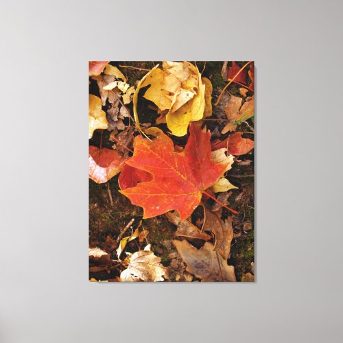 Red Maple Leaf Canvas Print