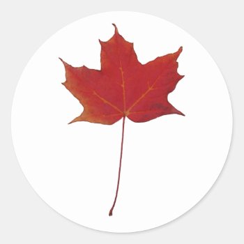 Red Maple Leaf Classic Round Sticker by hutsul at Zazzle