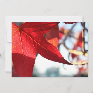 Red Maple Leaf Invitation