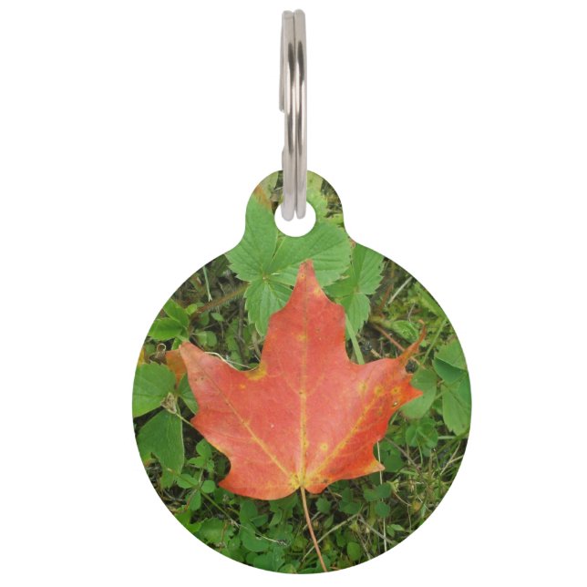 Red Maple Leaf on Grass for Canada Day Pet Tag (Front)