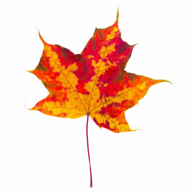 Red maple leaf statuette (Front)