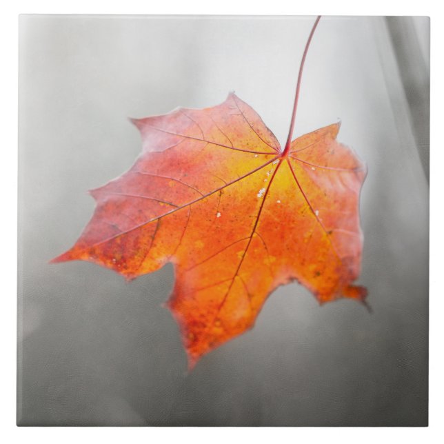 Red Maple Leaf - Velvet Autumn Ceramic Tile (Front)