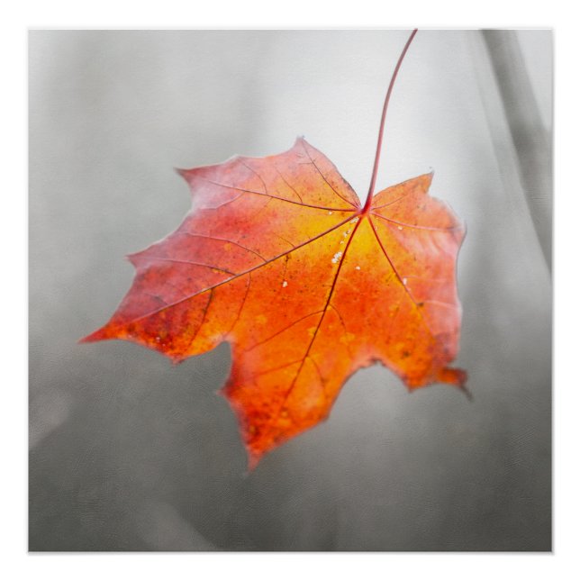 Red Maple Leaf - Velvet Autumn Poster (Front)