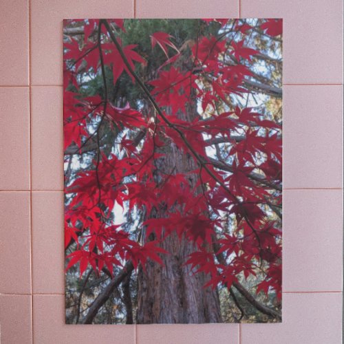 Red Maple Leaves and Giant Sequoia Acrylic Print