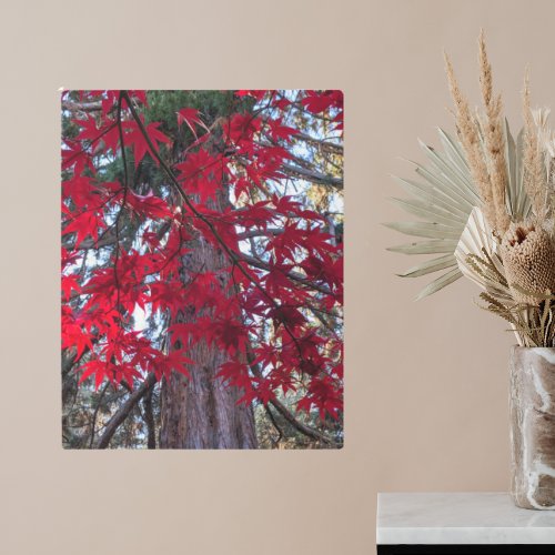 Red Maple Leaves and Giant Sequoia Metal Print