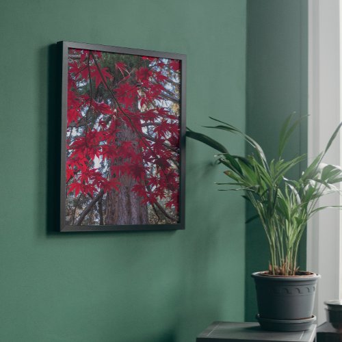 Red Maple Leaves and Giant Sequoia Poster