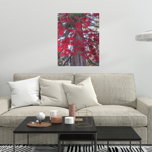 Red Maple Leaves and Giant Sequoia Poster