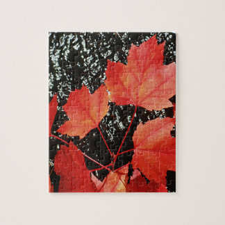 Red Maple Leaves Autumn Season Fall Photo Jigsaw Puzzle