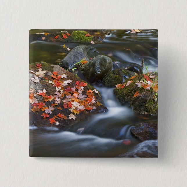 Red maple leaves carpet the rocks in the pinback button (Front)