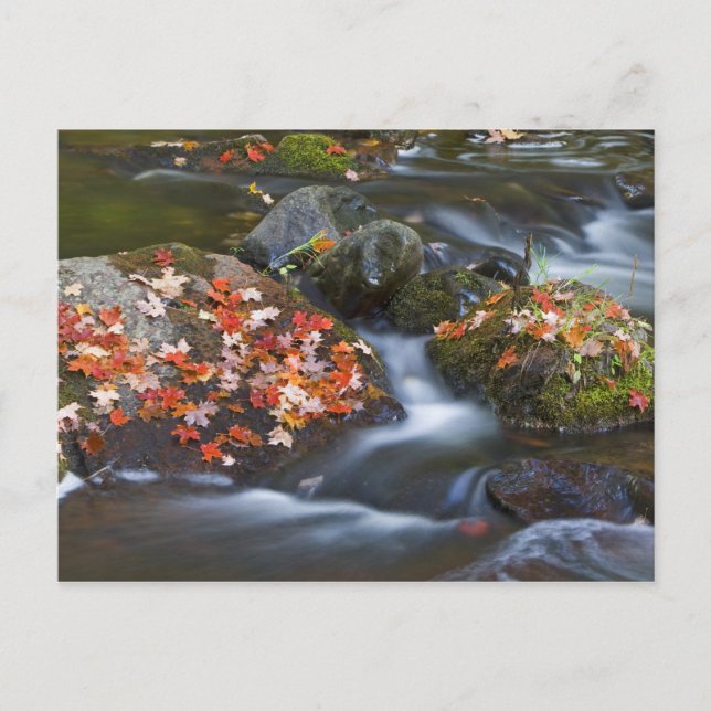 Red maple leaves carpet the rocks in the postcard (Front)