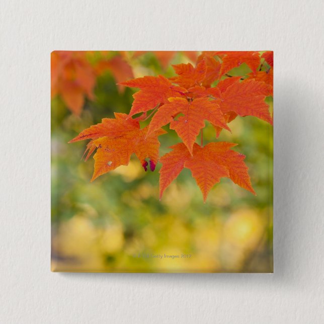 Red Maple Leaves in Autumn Button (Front)