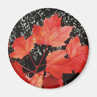 Red Maple Leaves Magnet