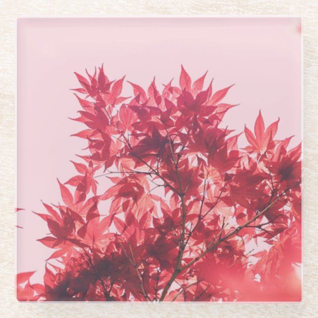 Red Maple Leaves on Pink Glass Coaster (Front)
