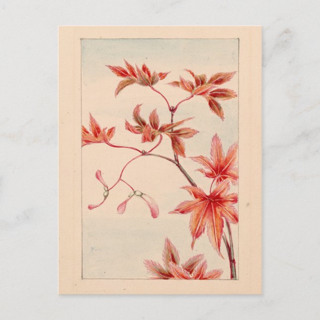 Red maple Postcard (Front)